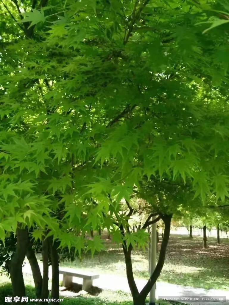木芙蓉