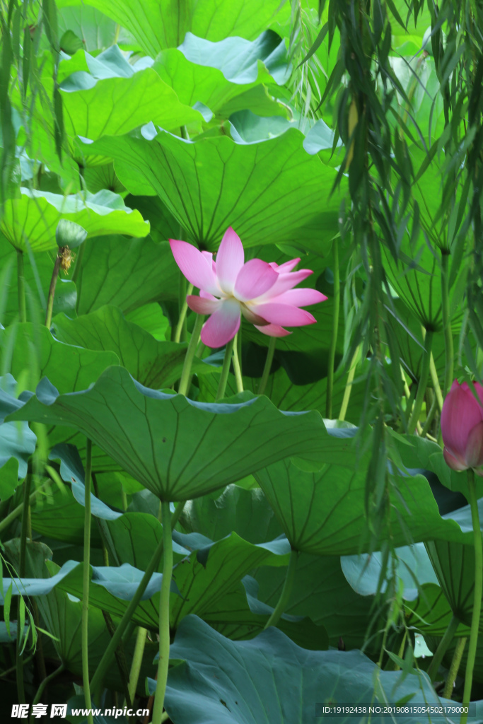 荷叶荷花