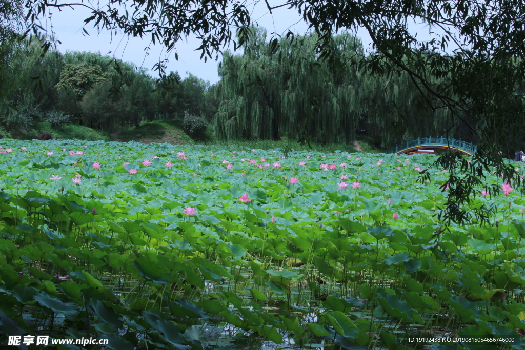 圆明园风景