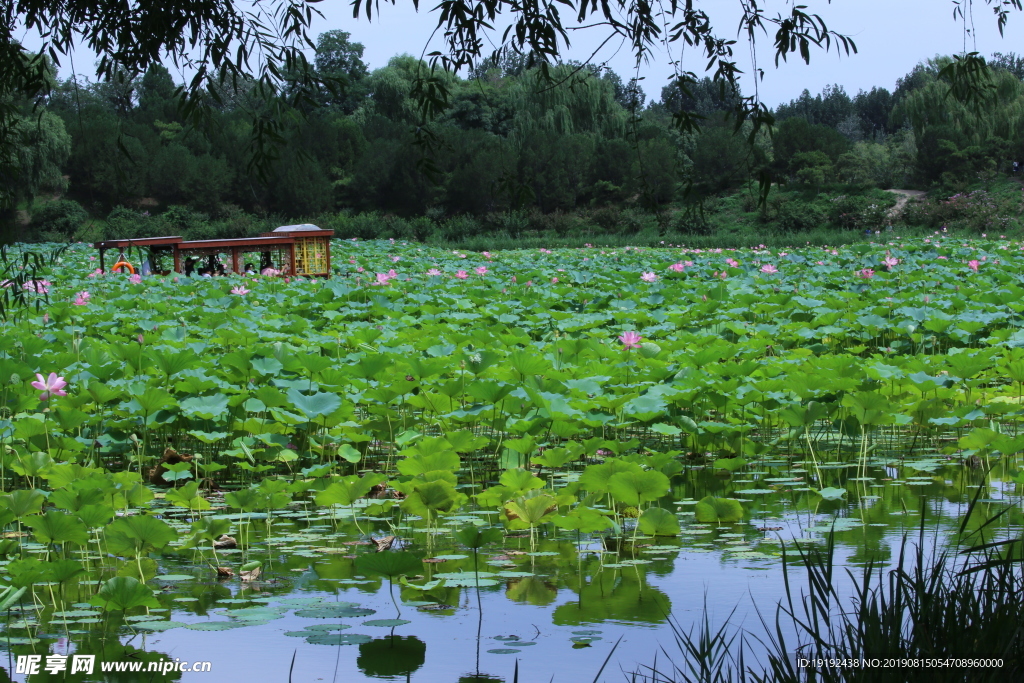 圆明园风景