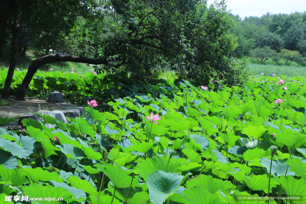 圆明园风景