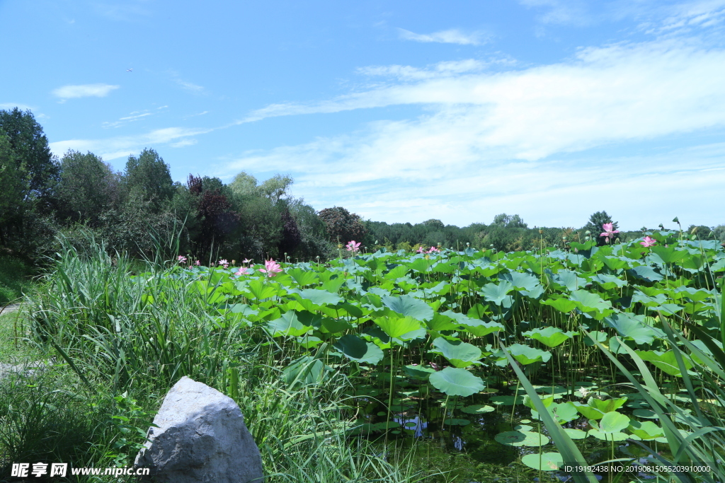 圆明园风景