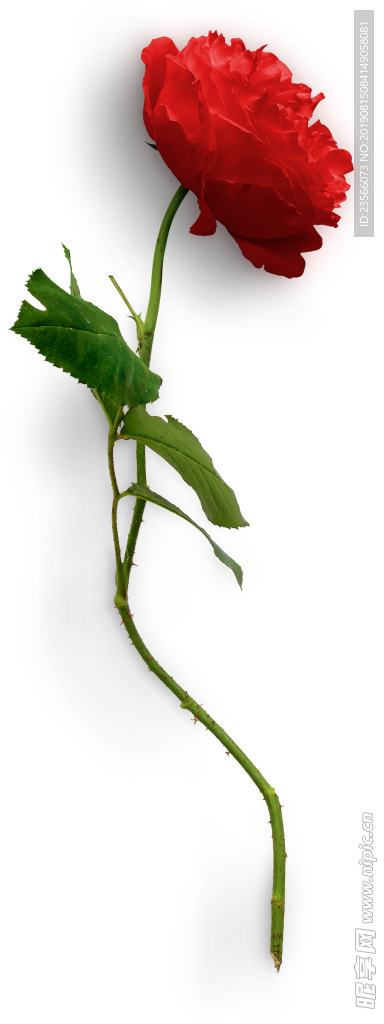 玫瑰花底纹边框素材