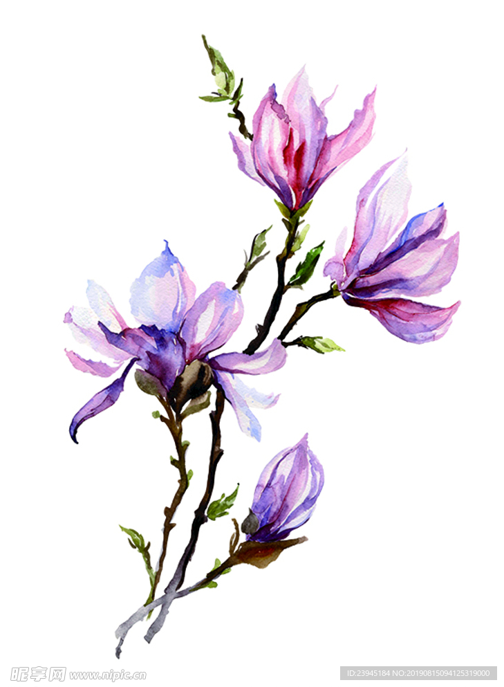 水彩花卉