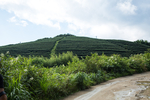 株洲龟龙窝茶园