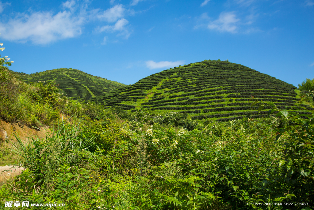 株洲龟龙窝茶园