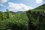 株洲龟龙窝茶园
