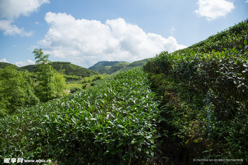 株洲龟龙窝茶园