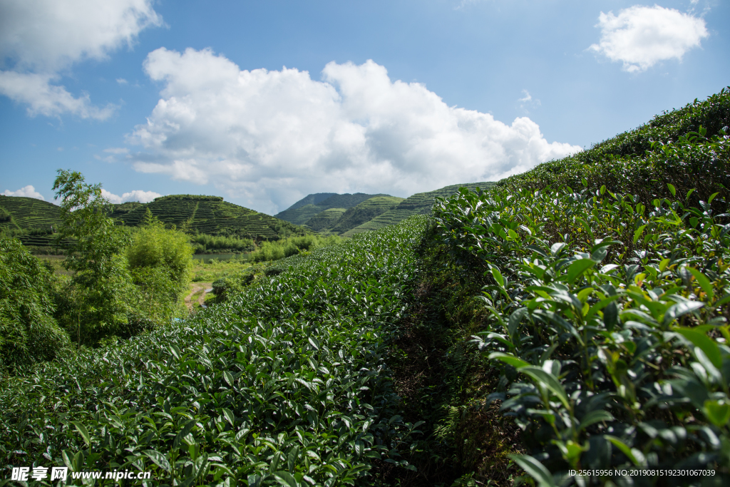 株洲龟龙窝茶园