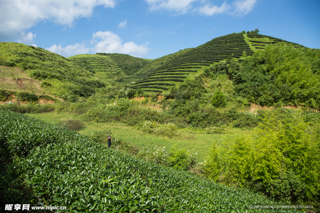 株洲龟龙窝茶园