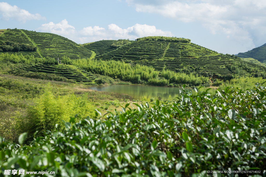 株洲龟龙窝茶园