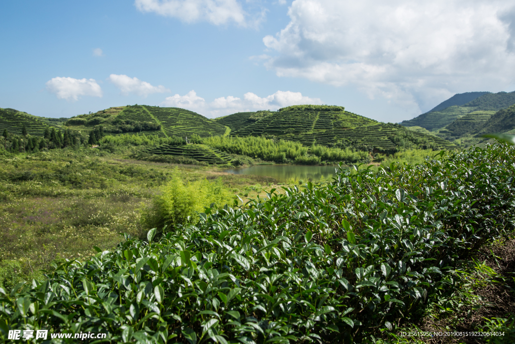 株洲龟龙窝茶园