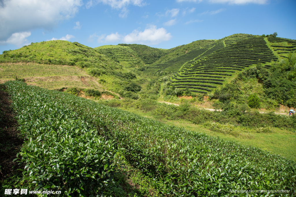 株洲龟龙窝茶园