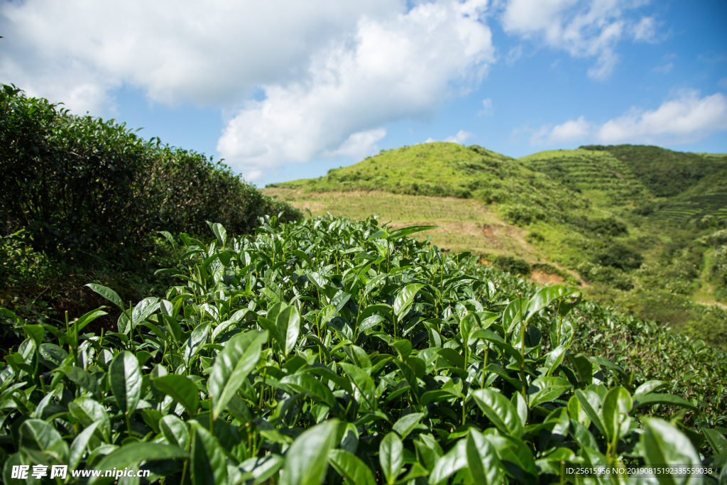 株洲龟龙窝茶园