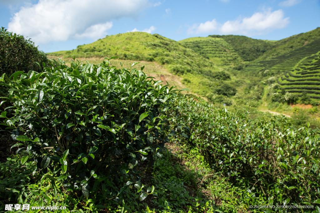 株洲龟龙窝茶园