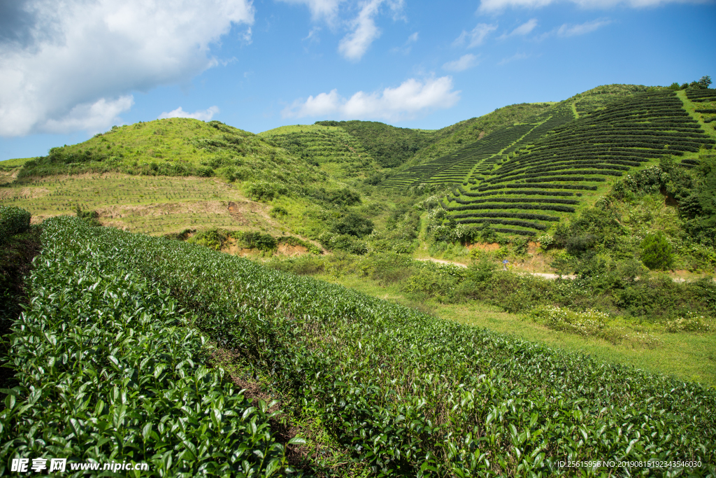 株洲龟龙窝茶园