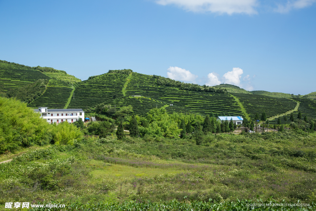 株洲龟龙窝茶园