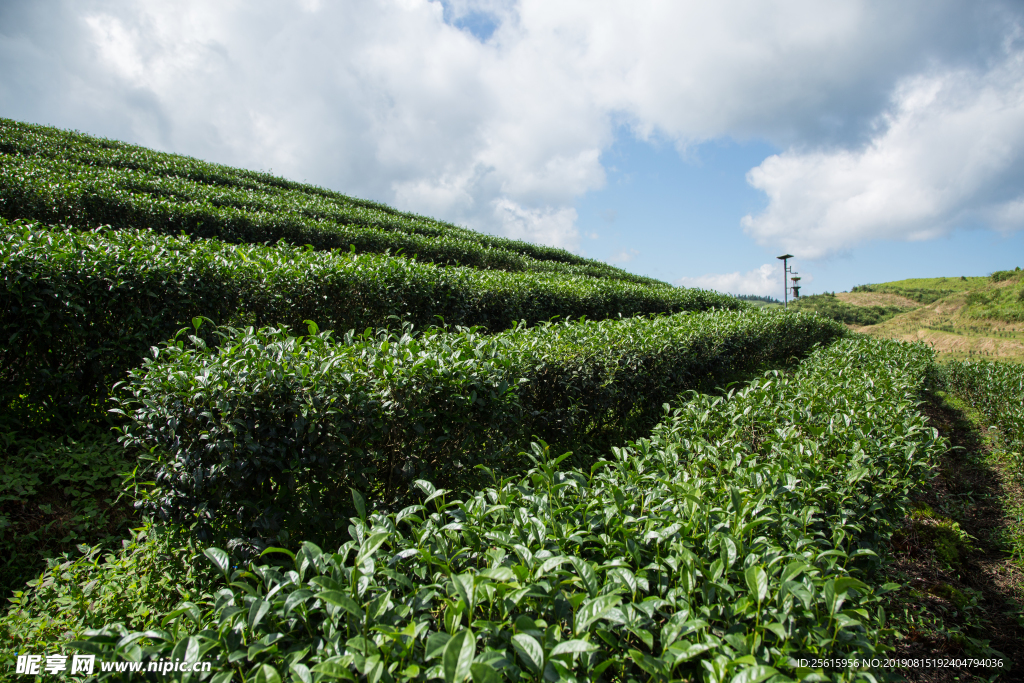 株洲龟龙窝茶园