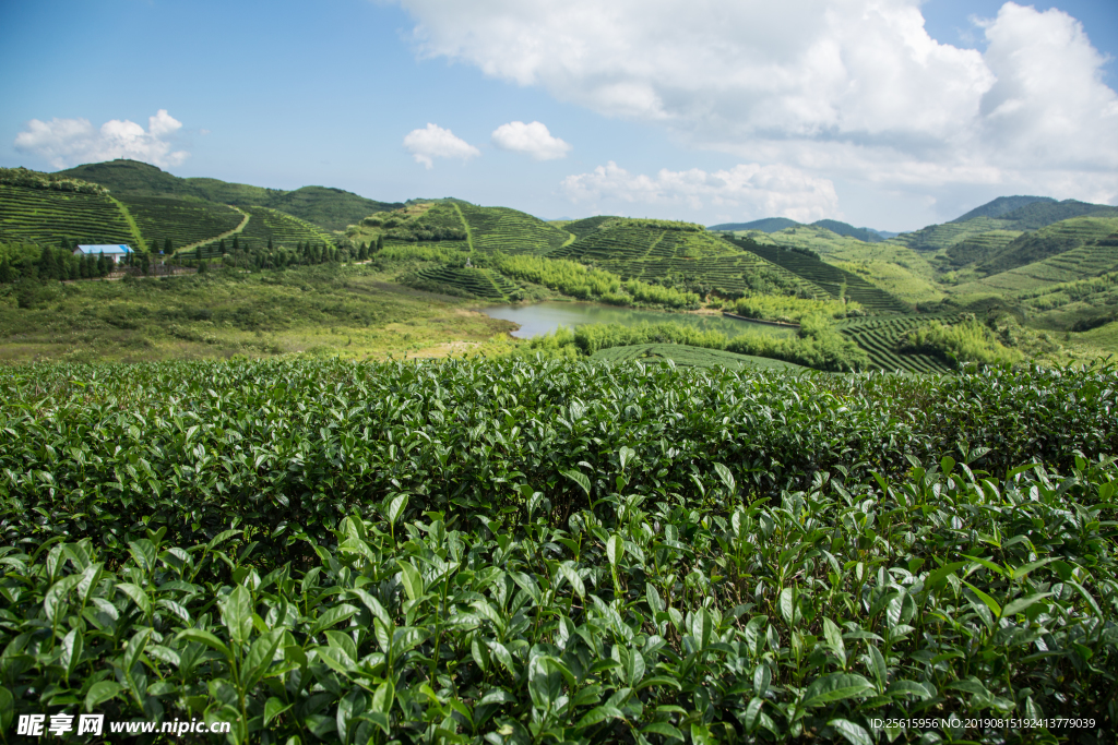 株洲龟龙窝茶园