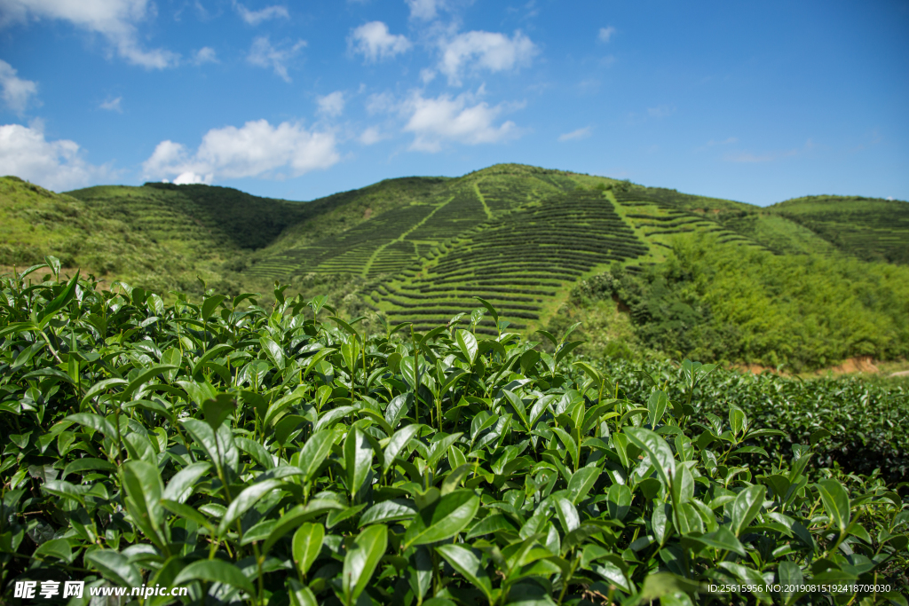 株洲龟龙窝茶园