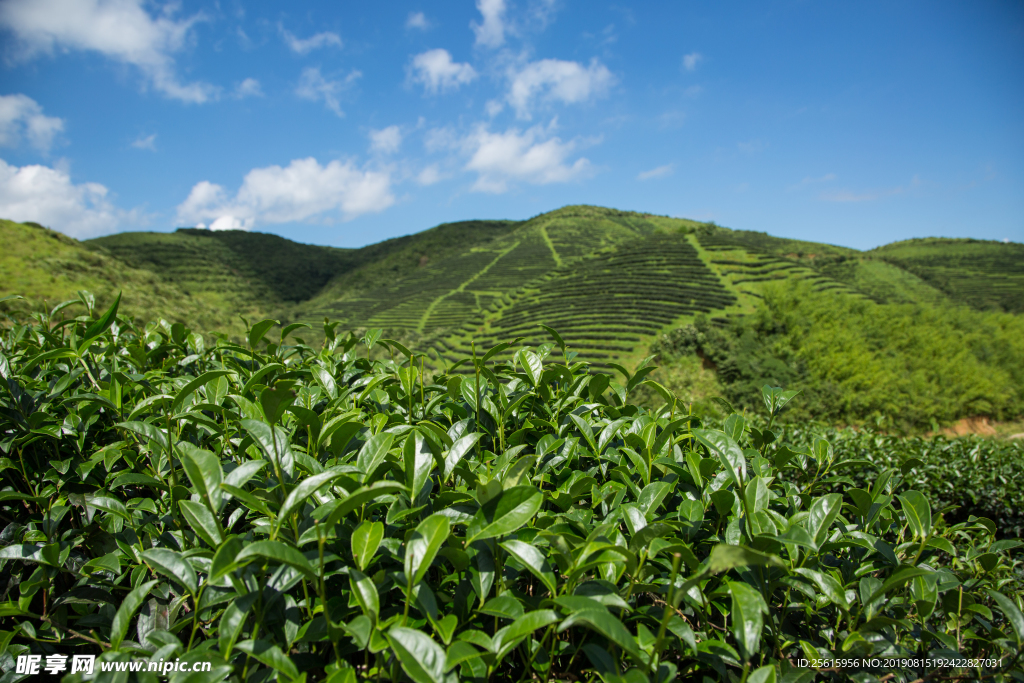 株洲龟龙窝茶园