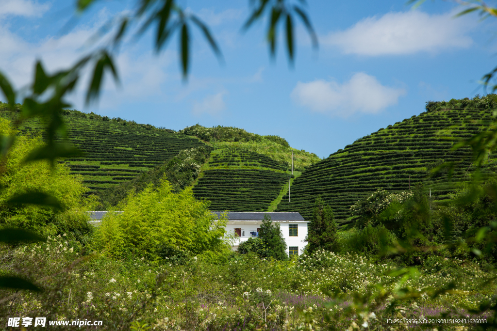 株洲龟龙窝茶园