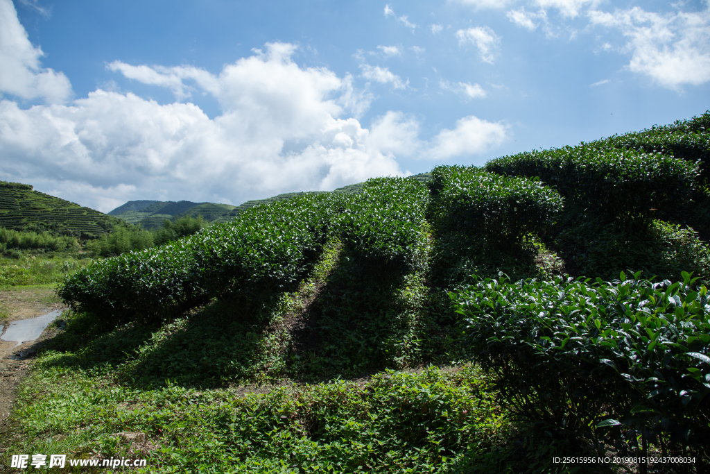 株洲龟龙窝茶园