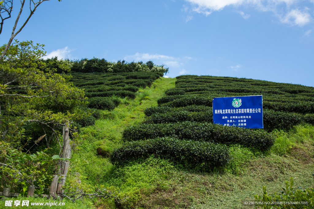 株洲龟龙窝茶园