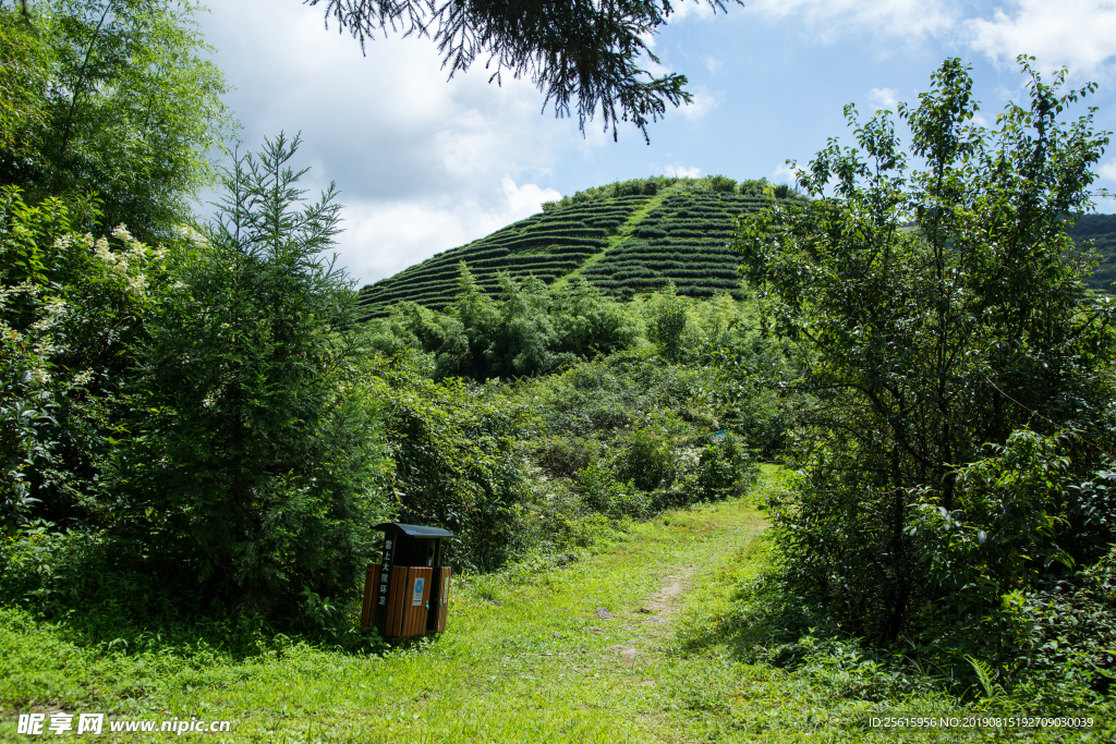 株洲龟龙窝茶园