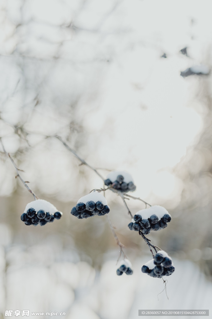 雪景