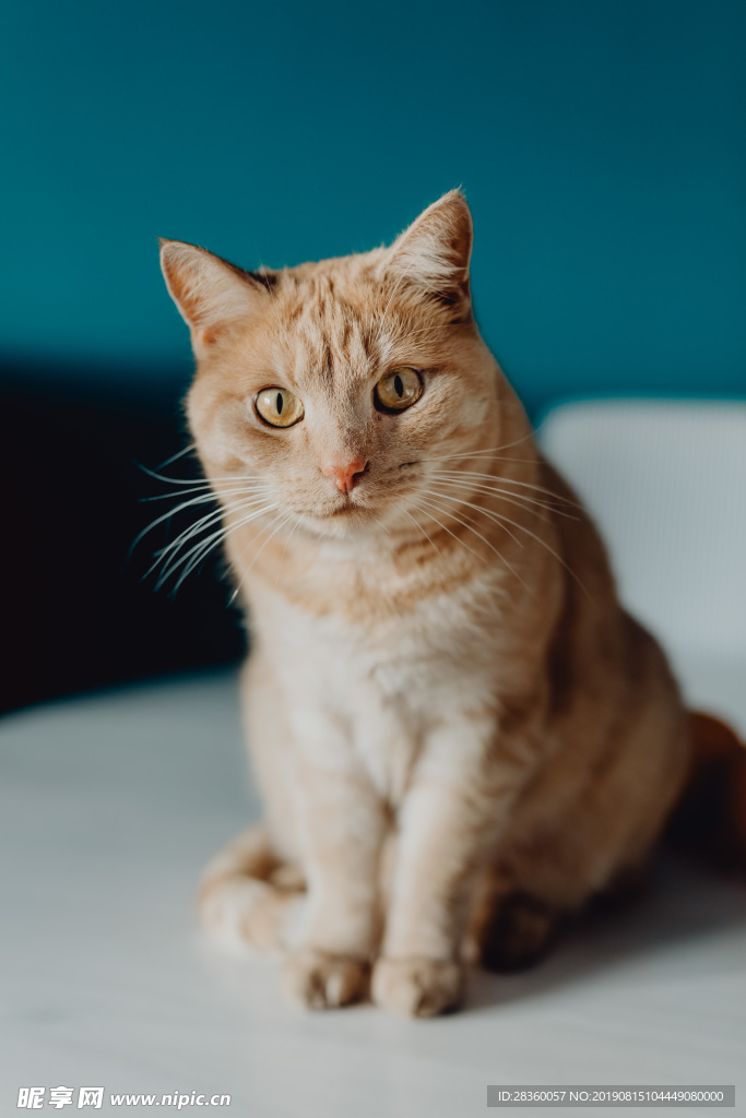 橘猫