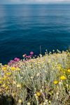 海边的野花