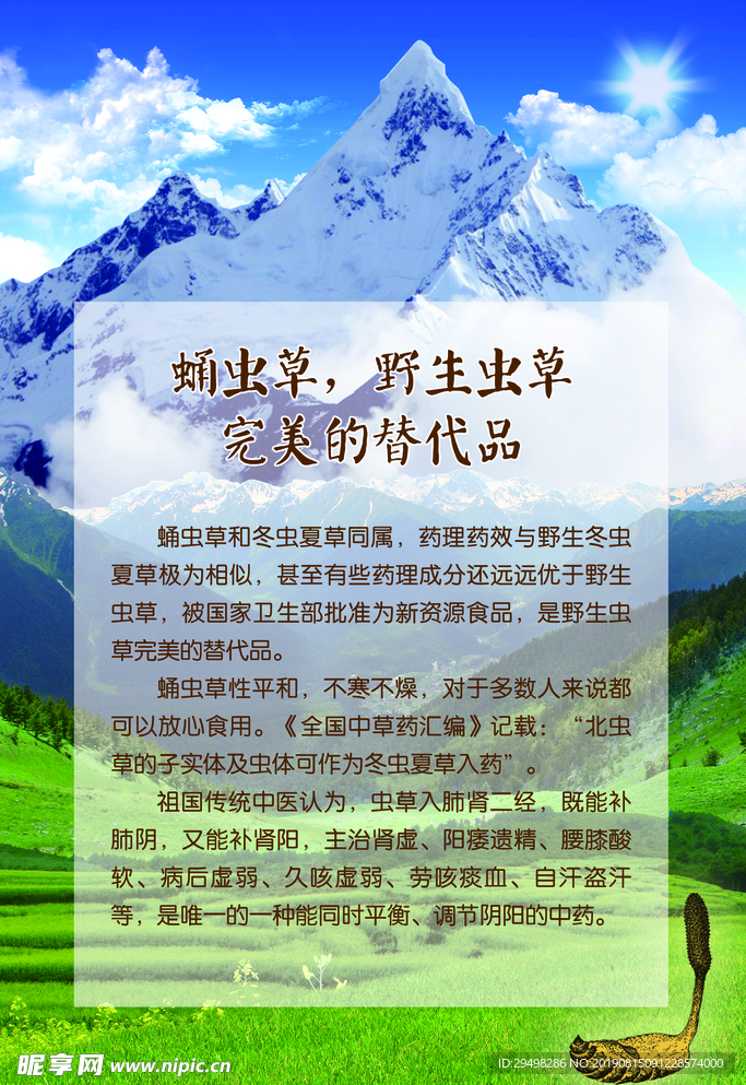 虫草的替代品