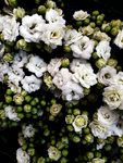 栀子花