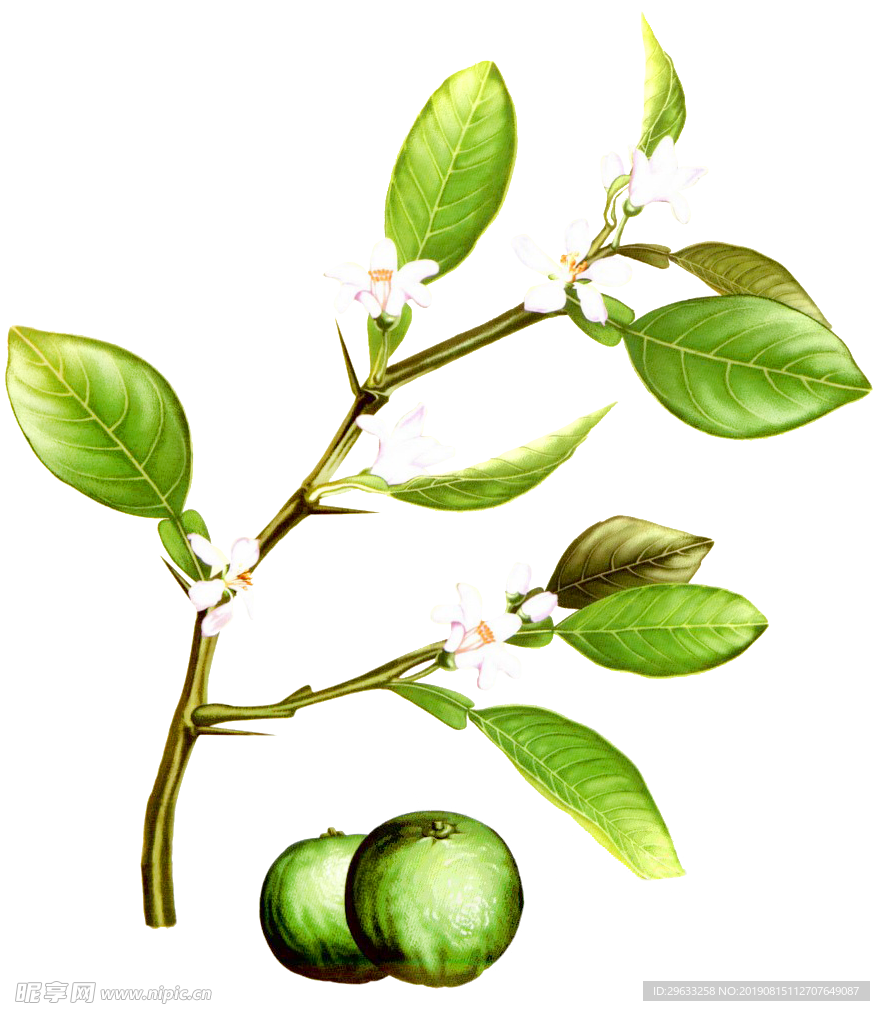 玳玳花