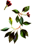 丁香