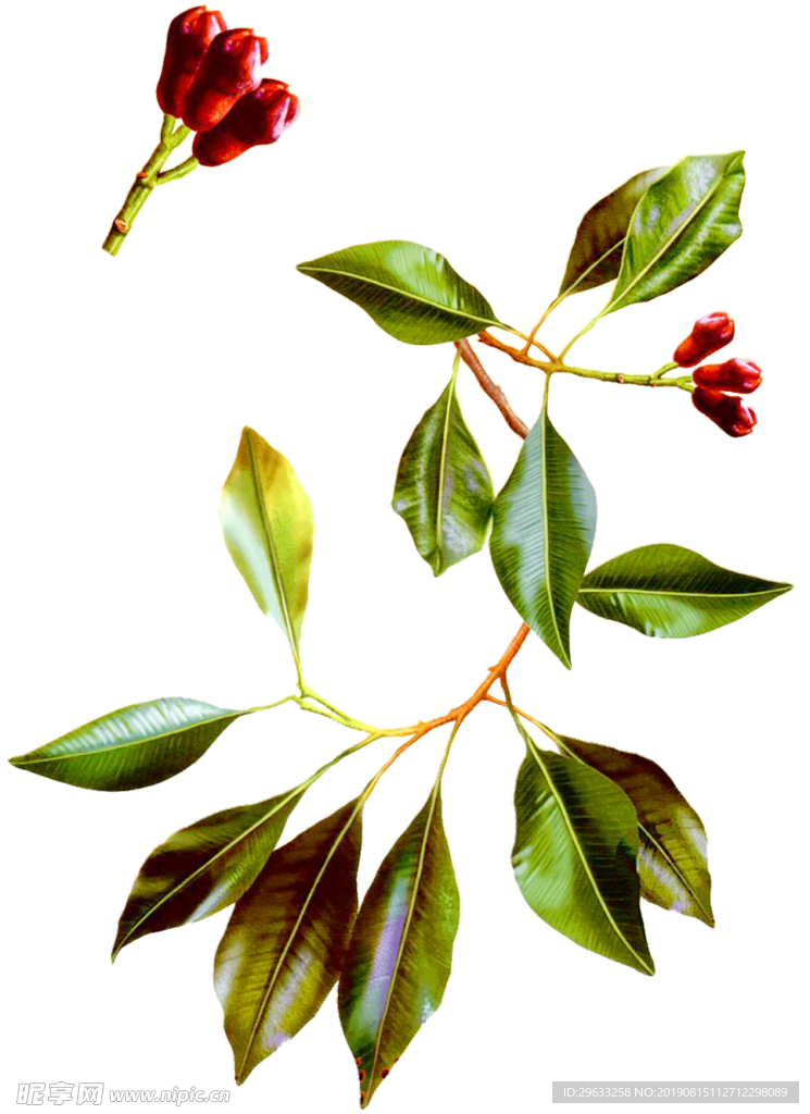 丁香