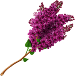 丁香花