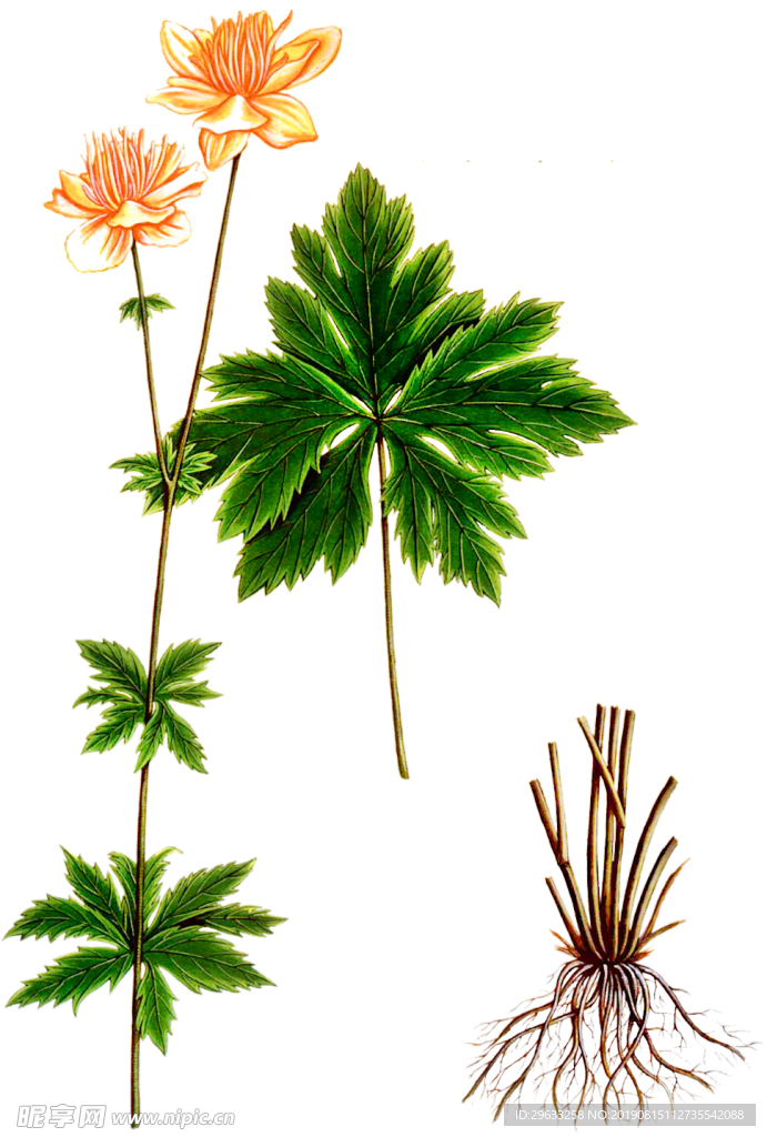 金莲花
