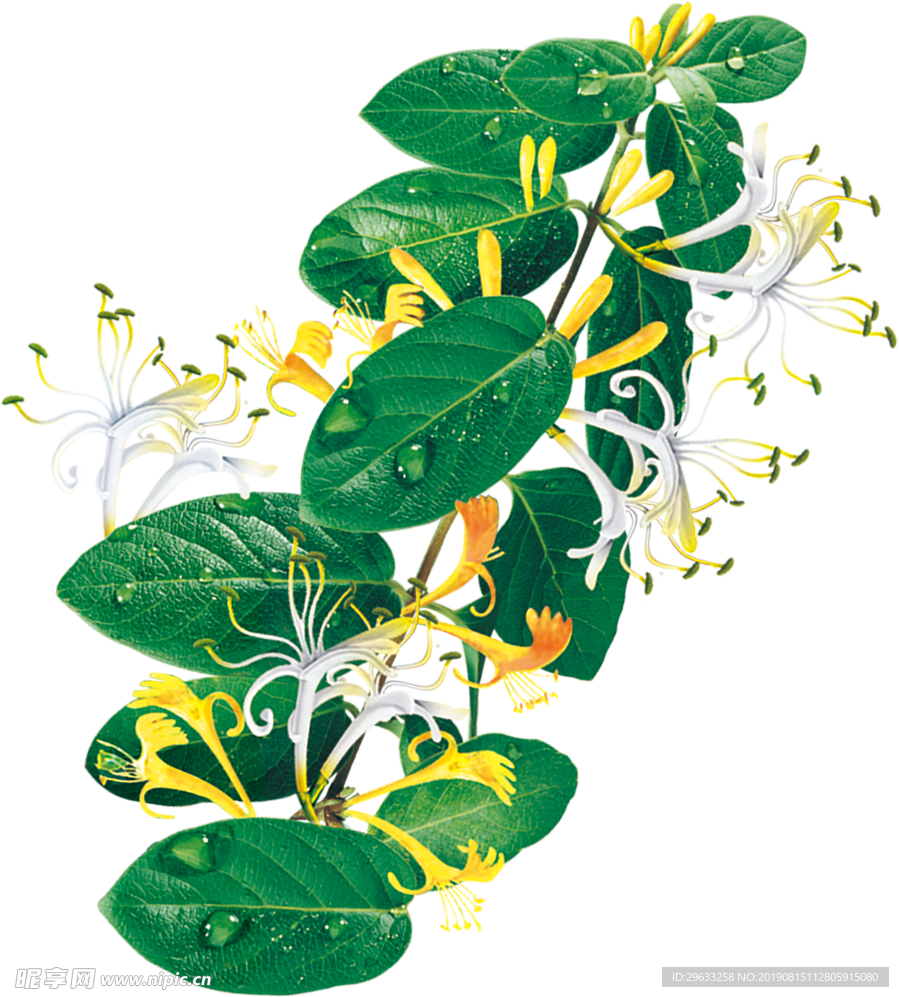 山银花