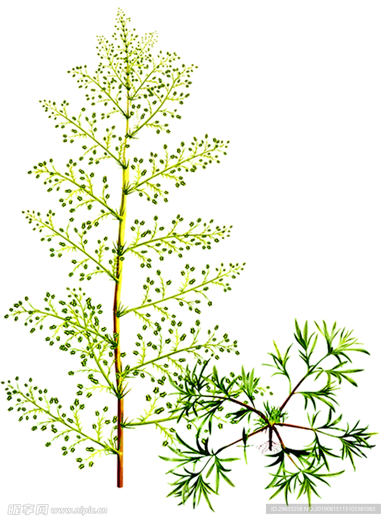 菌陈