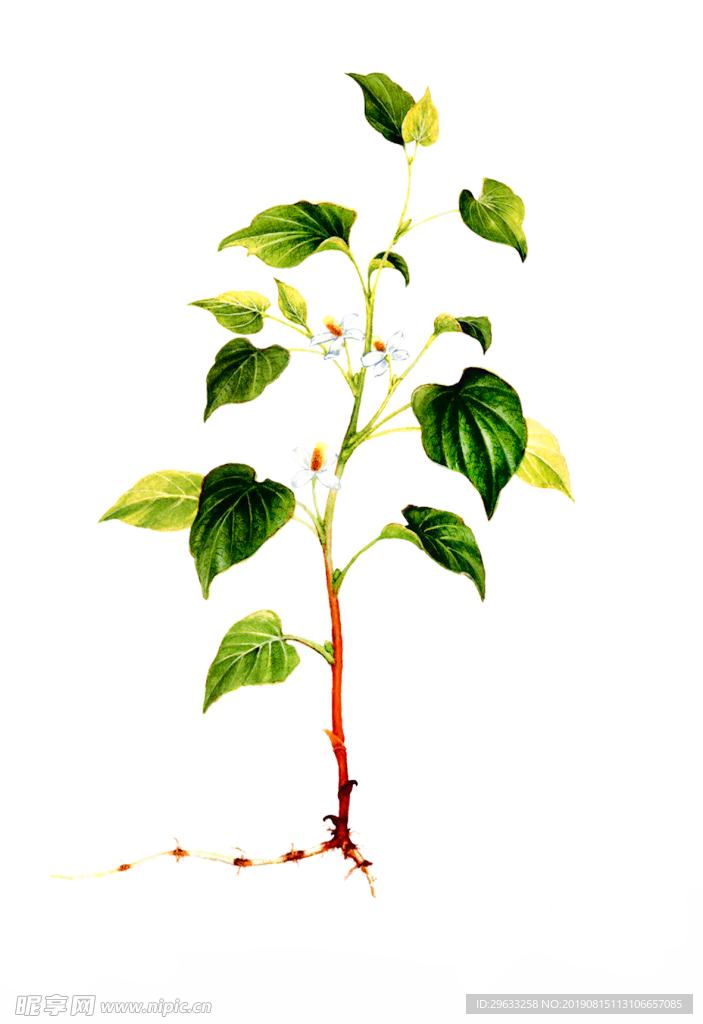 鱼腥草