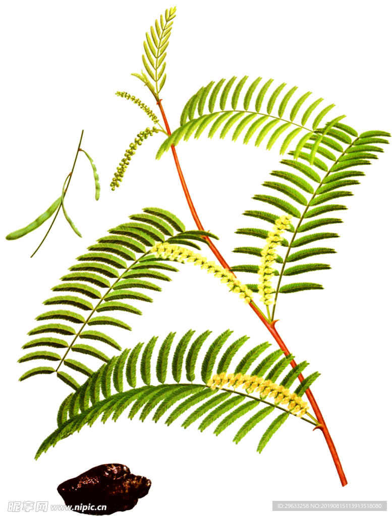 儿茶
