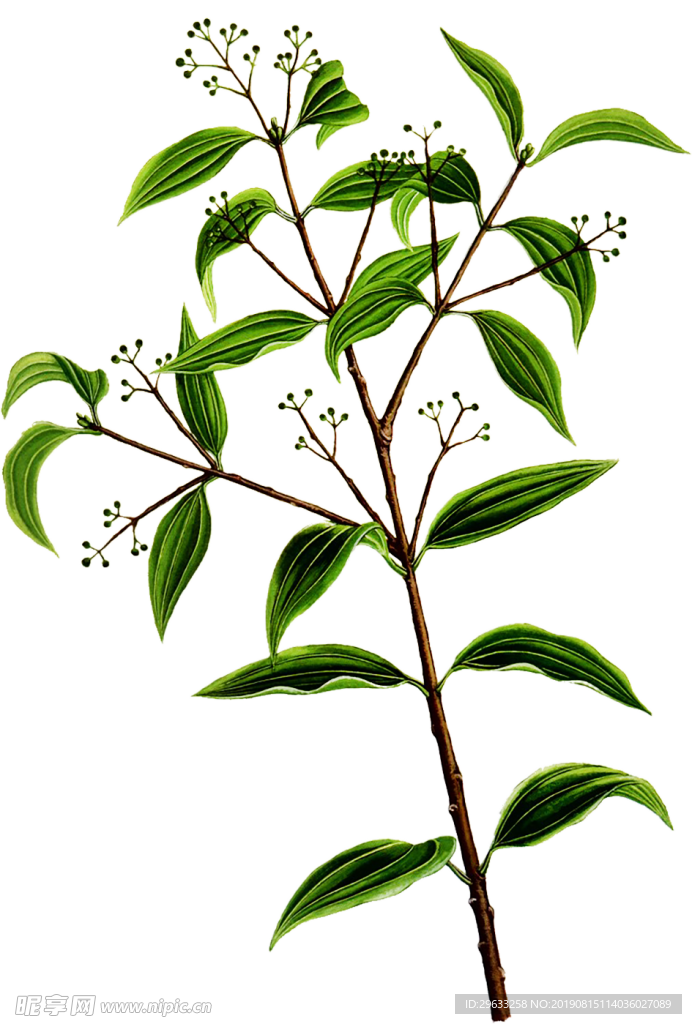 桂枝