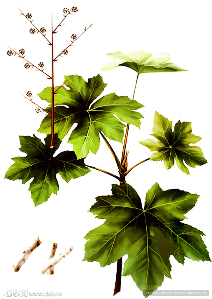 通草