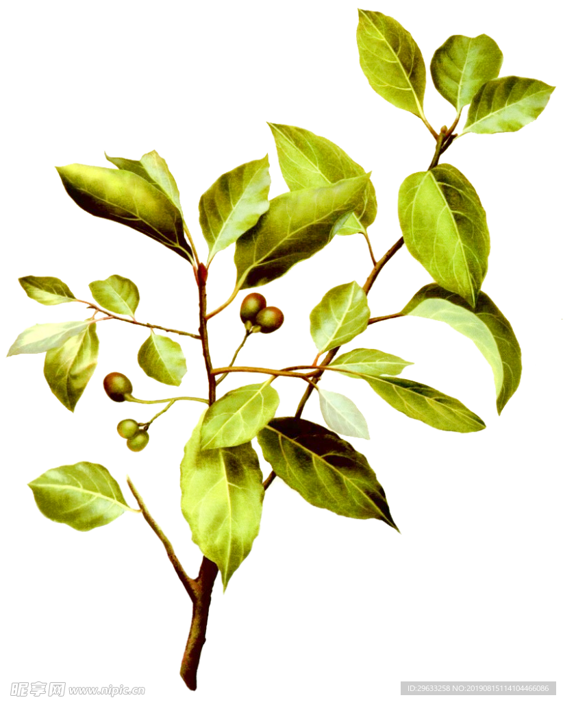 樟木