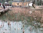 干枯的荷花池塘