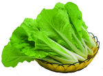 黑叶白菜