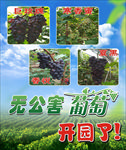 葡萄开园海报