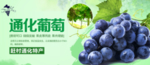 水果海报